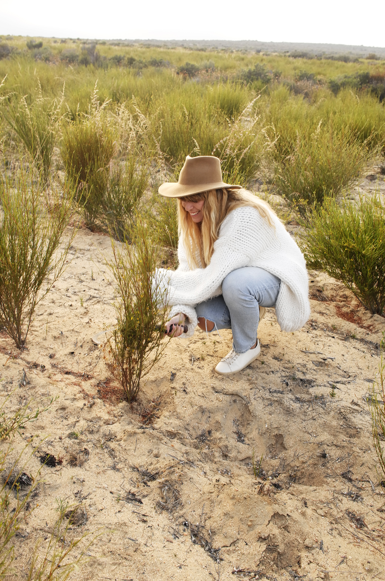 Cederberg Mountains Rooibos