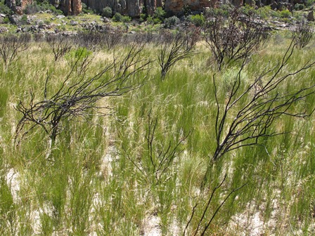 Wild rooibos regrowth after wildfire