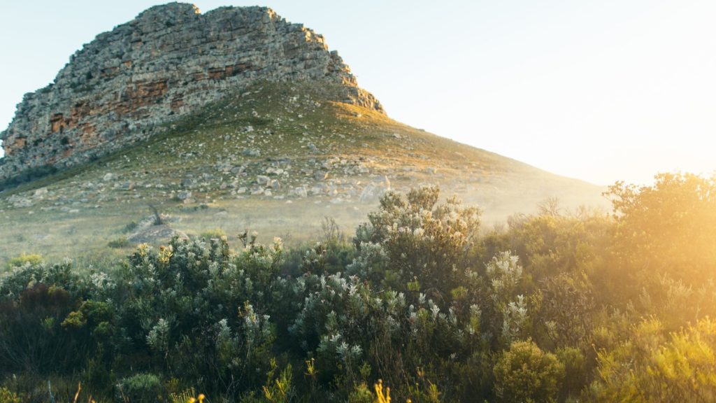 cederberg fynbos western cape