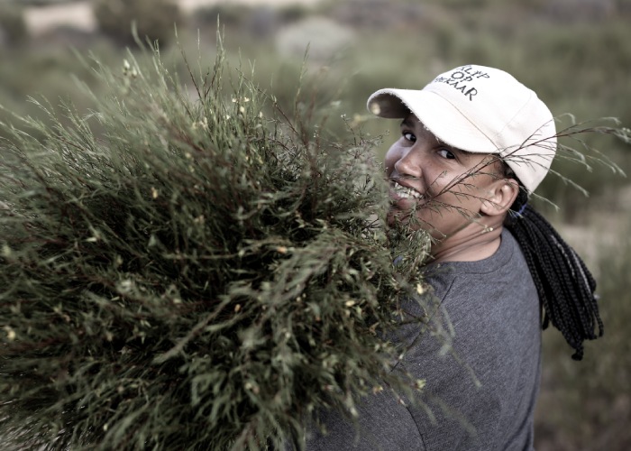 organic rooibos being harvested