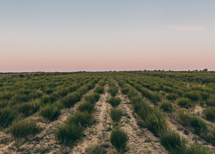 premium organic rooibos grown in cederberg