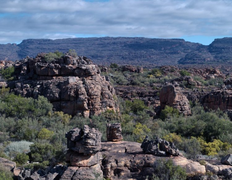 biodiversity preservation in cederberg wilderness south africa