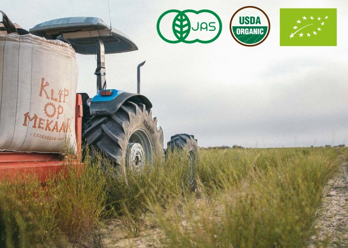 a tractor driving in the rooibos fields