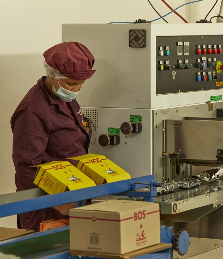worker packing rooibos products