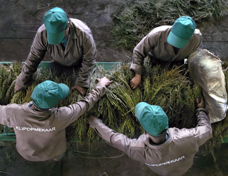 farm workers handling rooibos plants during production process