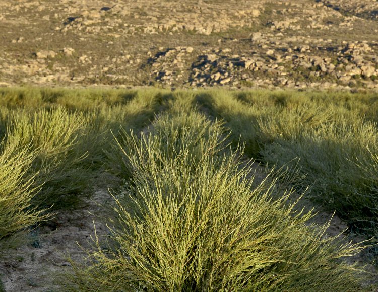 fair trade ethically farmed organic rooibos tea