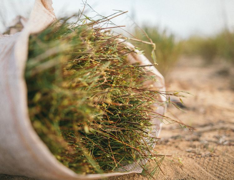 freshly harvested organic premium rooibos tea