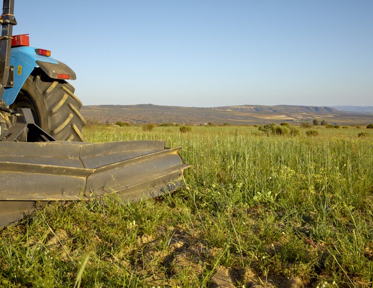 tractor preparing rooibos field