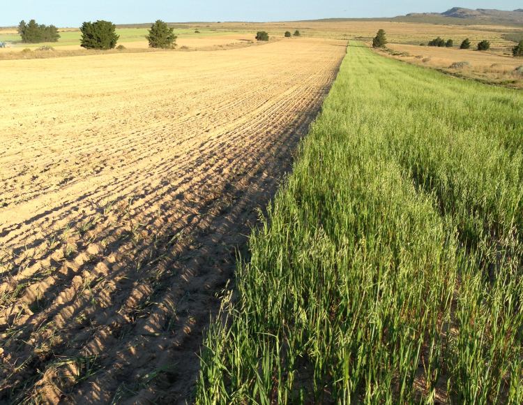 rooibos field being prepared for planting cederberg south africa