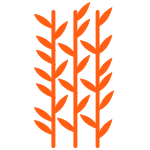 rooibos plant icon