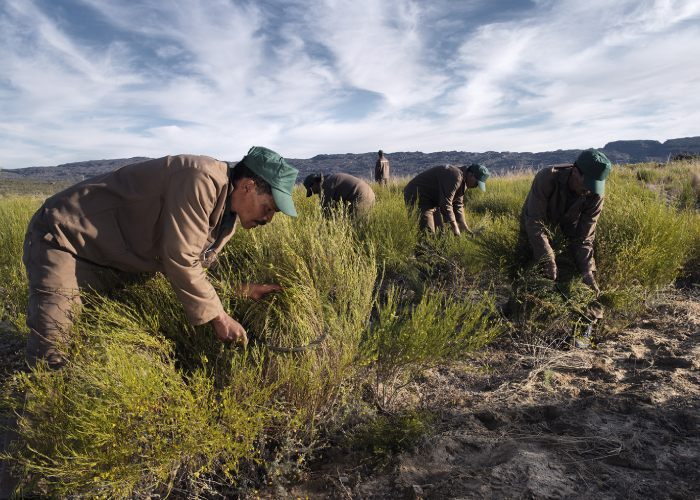 cerified organic fair trade rooibos tea harvest