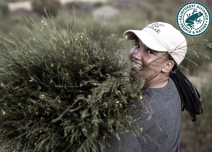 a farm worker holding a rooibos bush