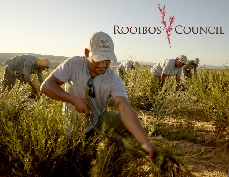 farmers harvesting rooibos