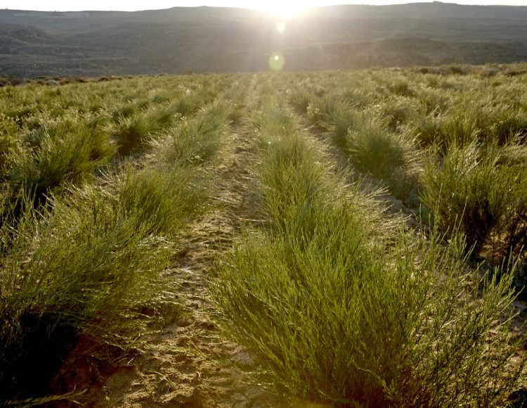 rooibos tea in field at organic farm cederberg