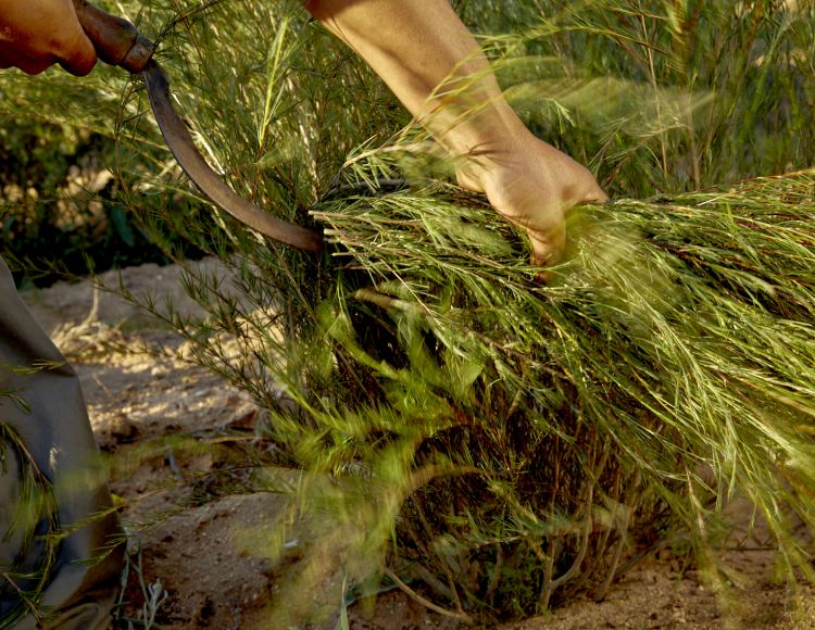 person harvesting rooibos