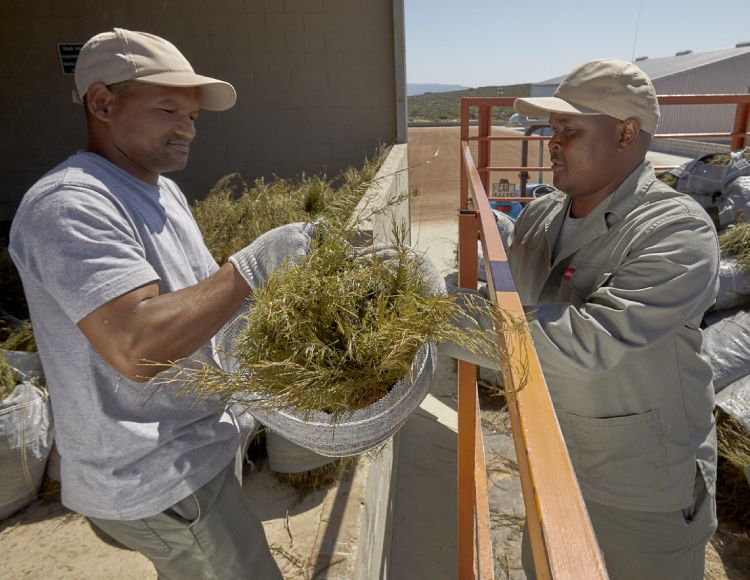 farm workers handling cut rooibos