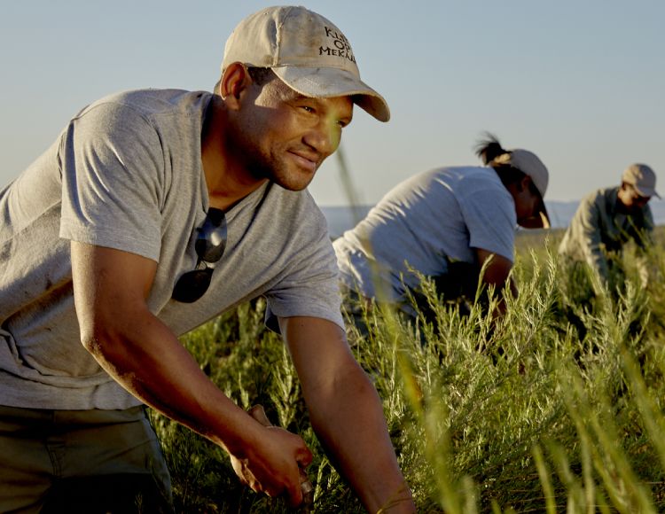 farm workers harvesting rooibos by hand