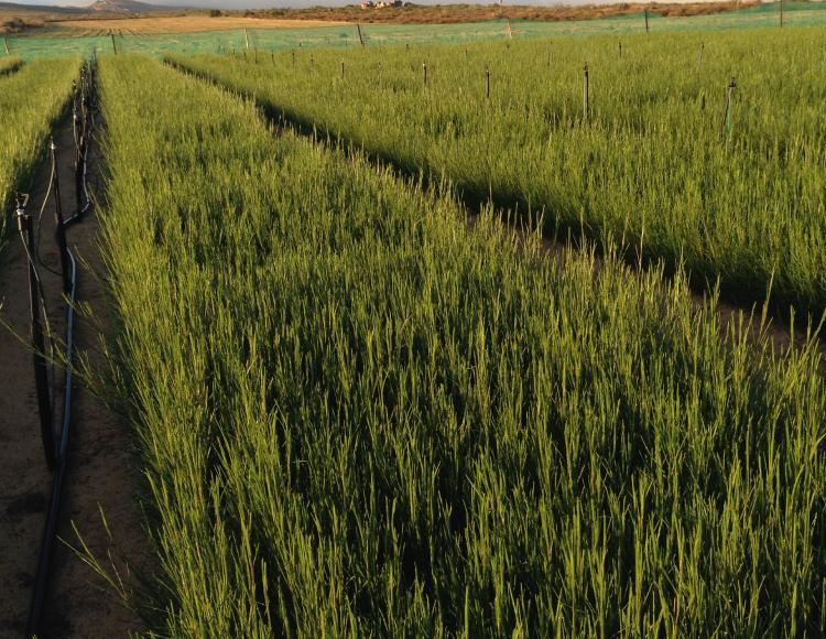 rooibos nursery aspalathus linearis seedlings