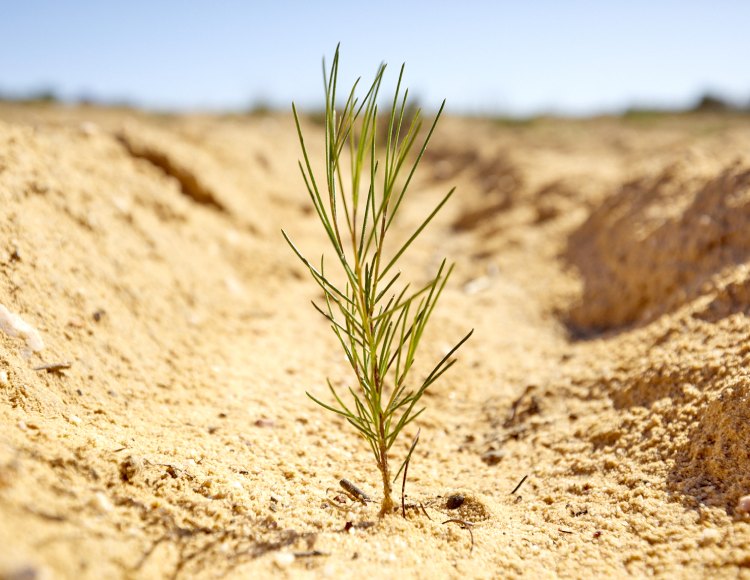 rooibos plant growing in field on organic rooibos tea farm