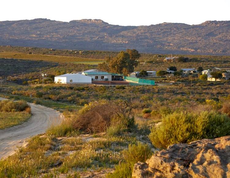 view of a rooibos tea farm