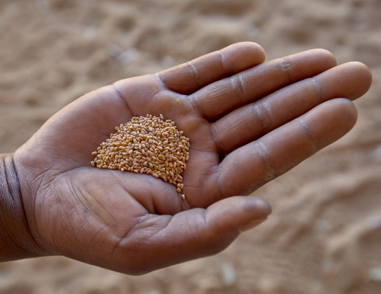 rooibos seeds in hand