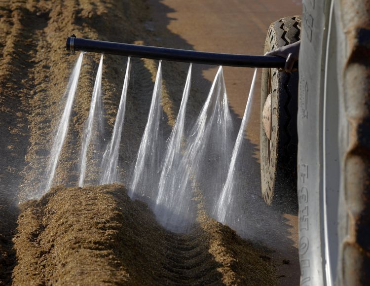 raw rooibos tea being watered for fermentation process