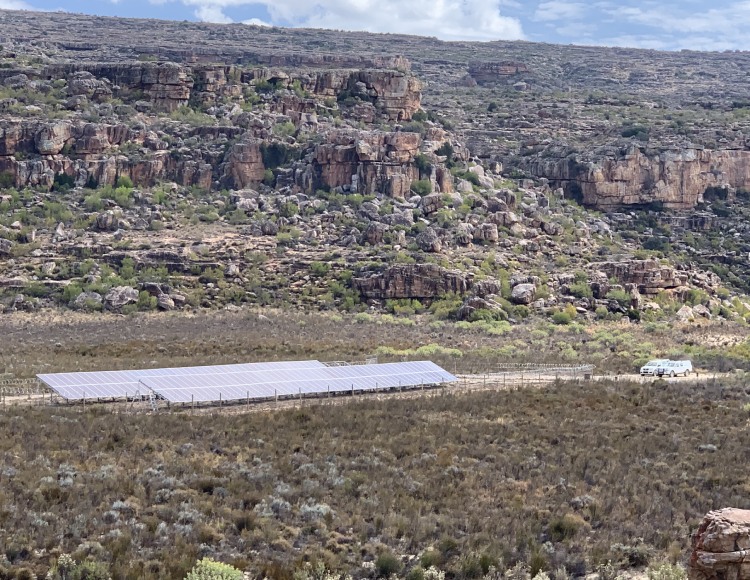 solar panels on sustainable organic rooibos farm