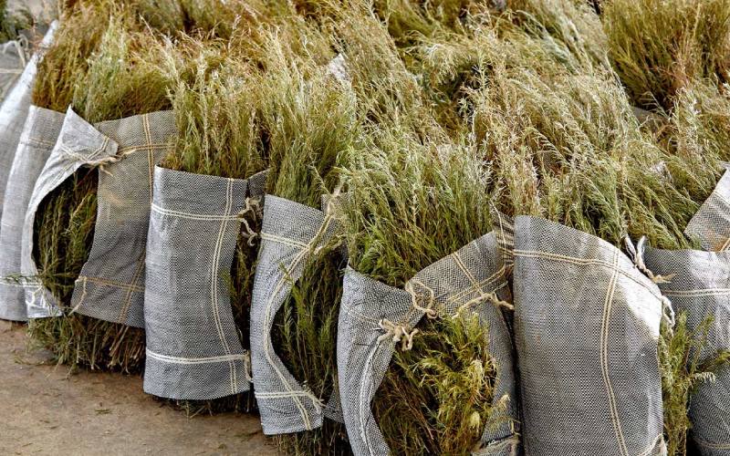 organic rooibos harvested and ready for processing into red rooibos tea