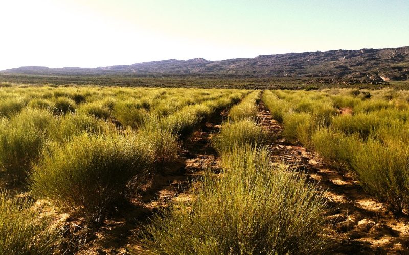 rooibos tea plants in rooibos fields at klipopmekaar farm in the cedarberg