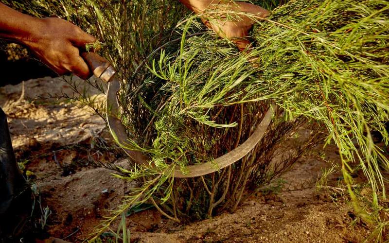 harvesting rooibos at klipopmekaar farm in the cederberg