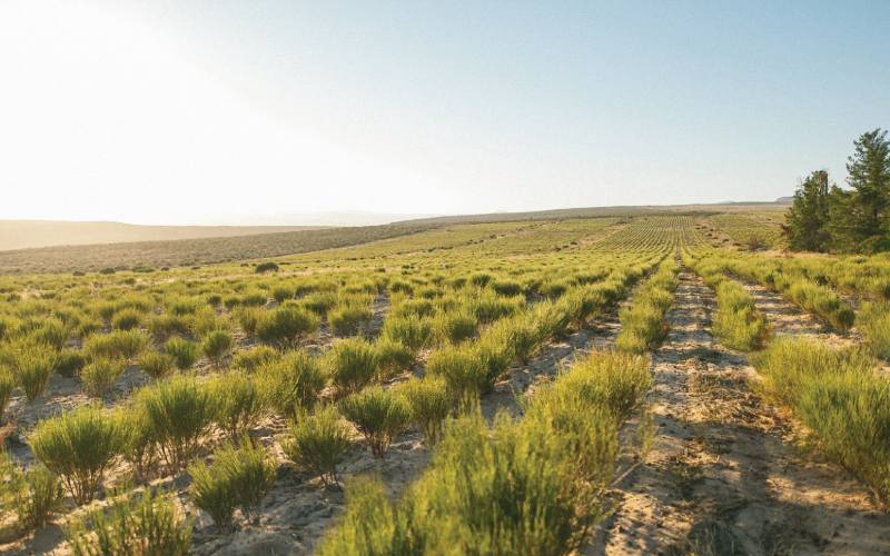 rooibos tea field at klipopmekaar farm in the cedarberg