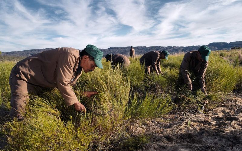 men harvesting organic rooibos at klipopmekaar farm in the cederberg