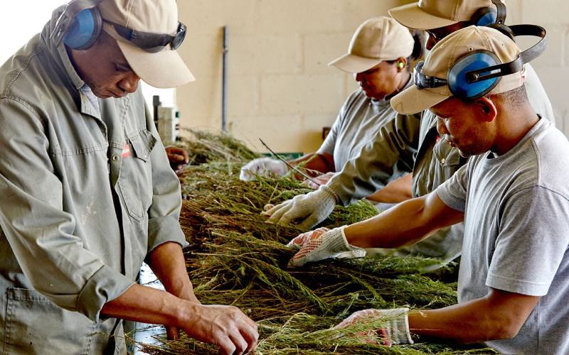 modern processing of rooibos tea at klipopmekaar farm in cederberg western cape