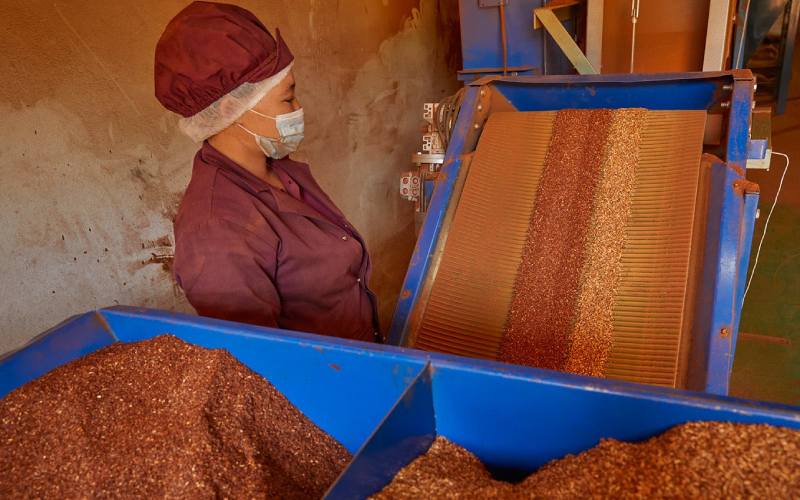 modern rooibos production facilities at klipopmekaar farm in the cedarberg