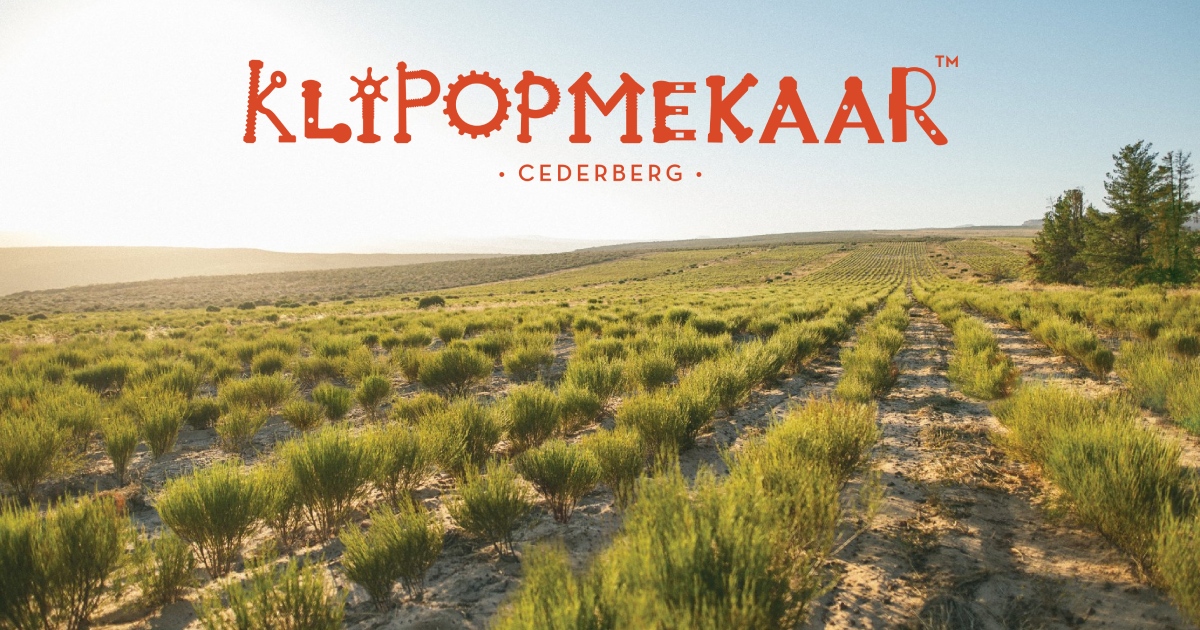 New Studies Highlight Rooibos’ Role in Women’s Health