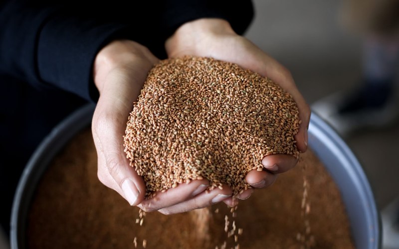 rooibos tea seeds in person's hands