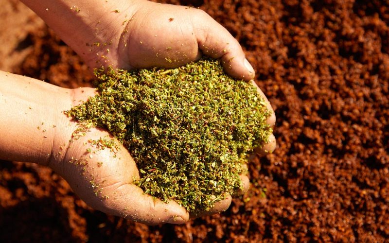 green organic rooibos tea at klipopmekaar farm