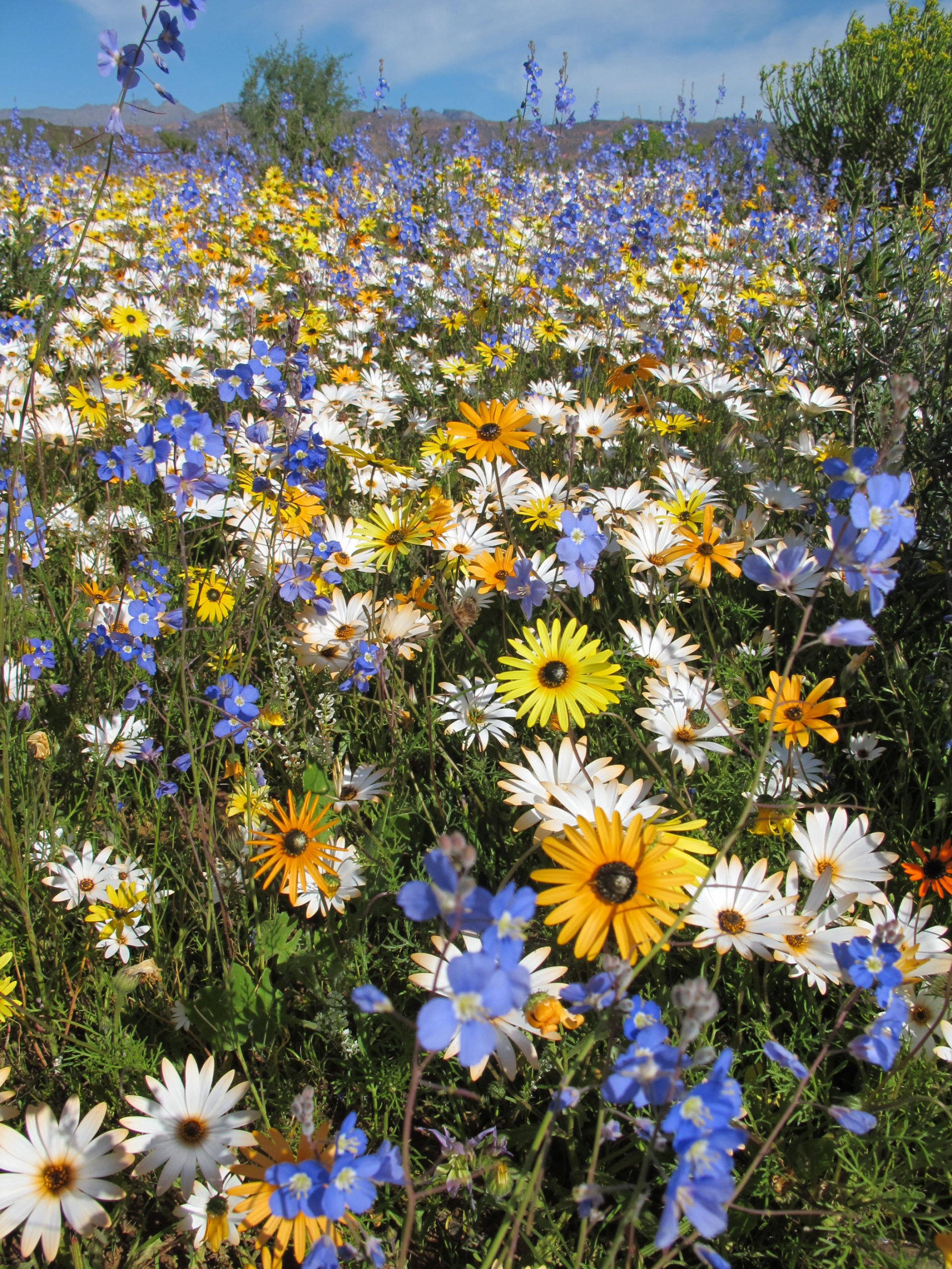 Cederberg wildflower diversity