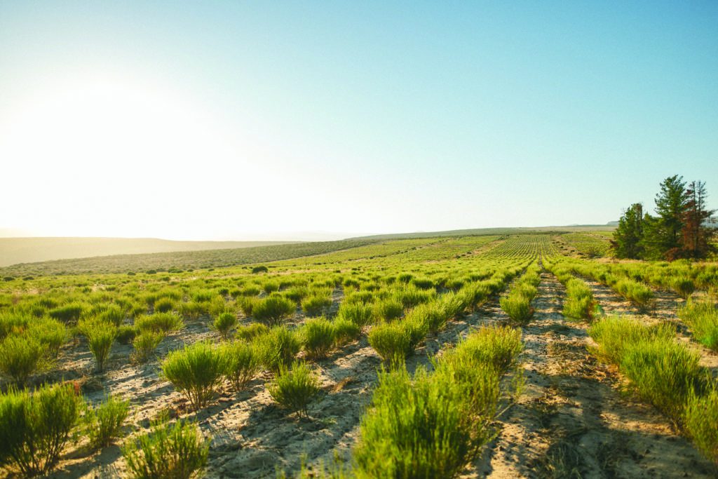 Rooibos fields Cederberg