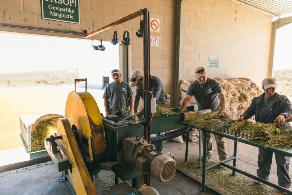 Rooibos_Processing