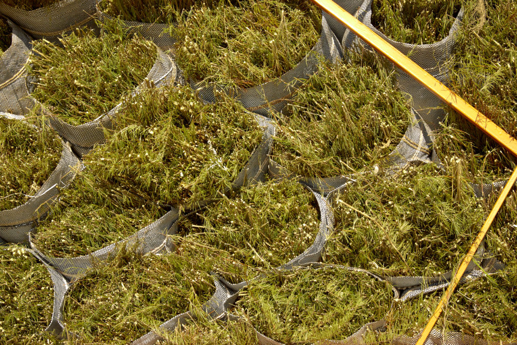 Harvested_Rooibos