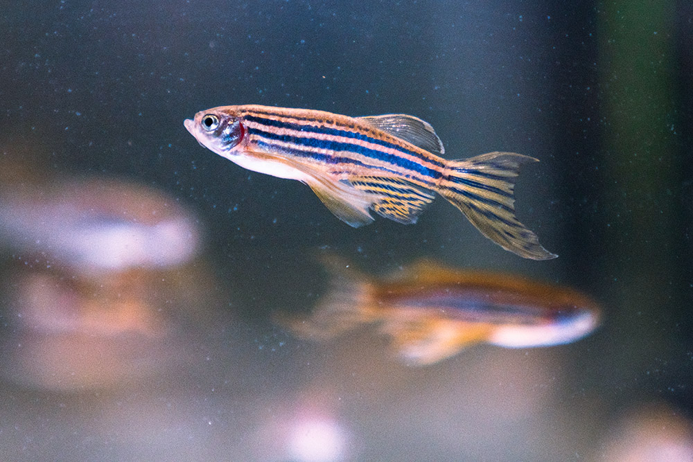 Zebrafish photo by Damien Schumann