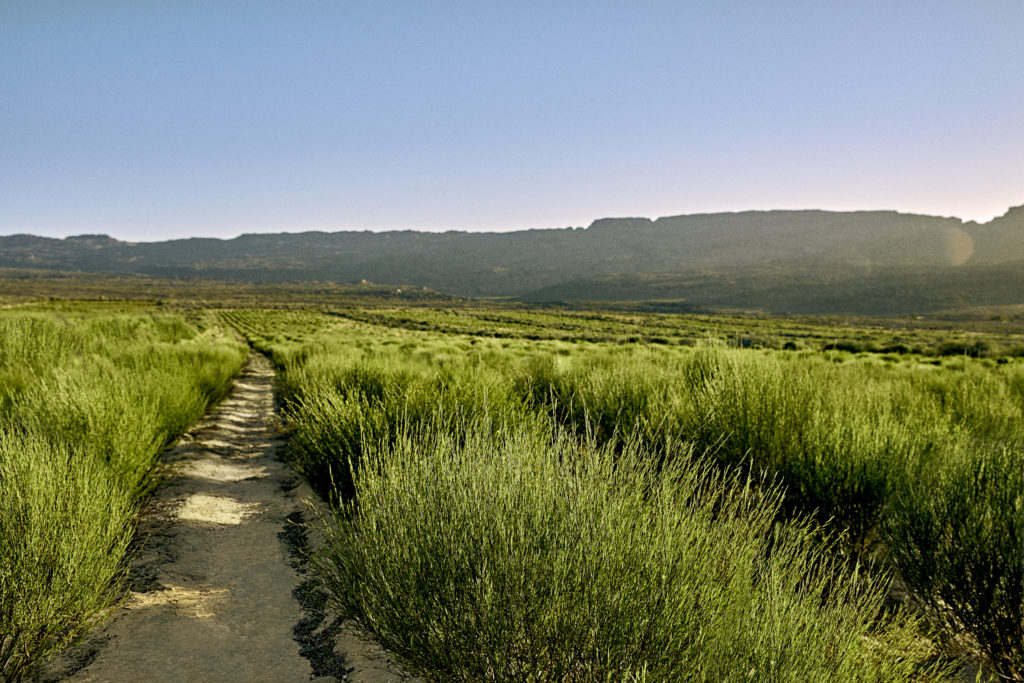 Cederberg terroir rooibos