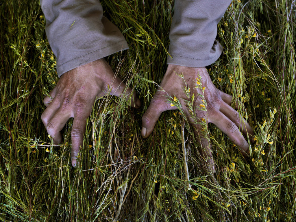 Rooibos showing yellow legume flower