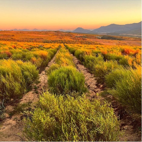 Rooibos Fields