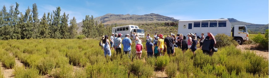 Rooibos Tour