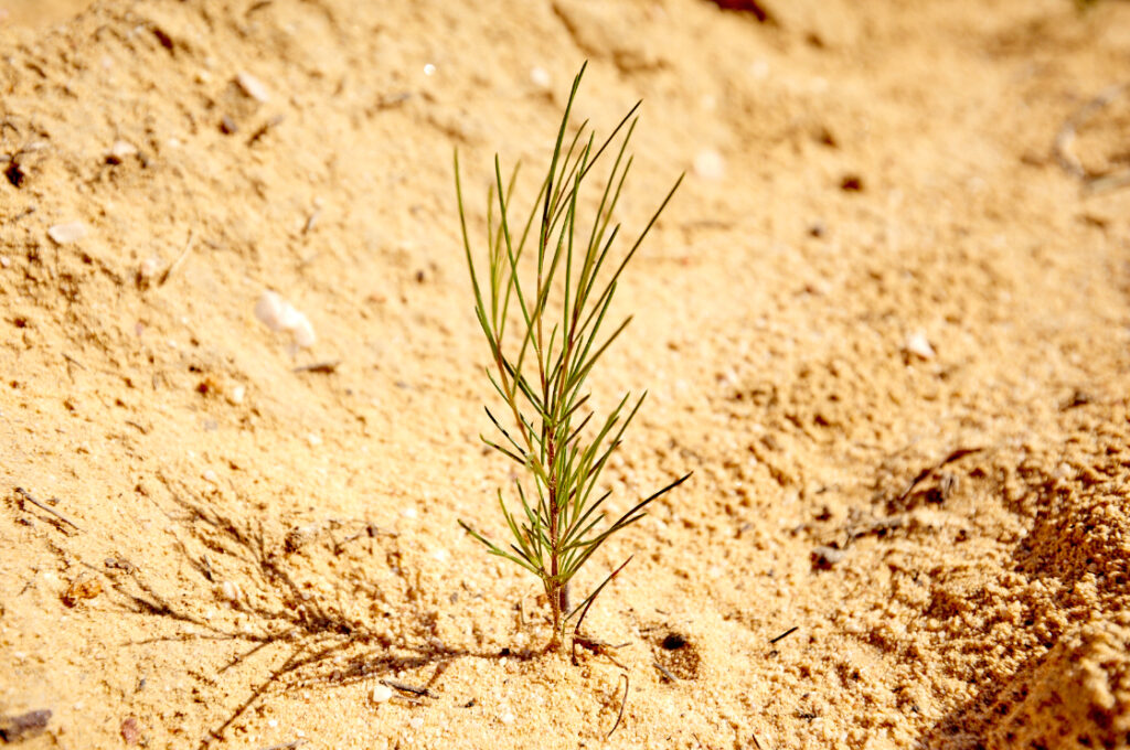 Rooibos seedling growing in Cederberg soil