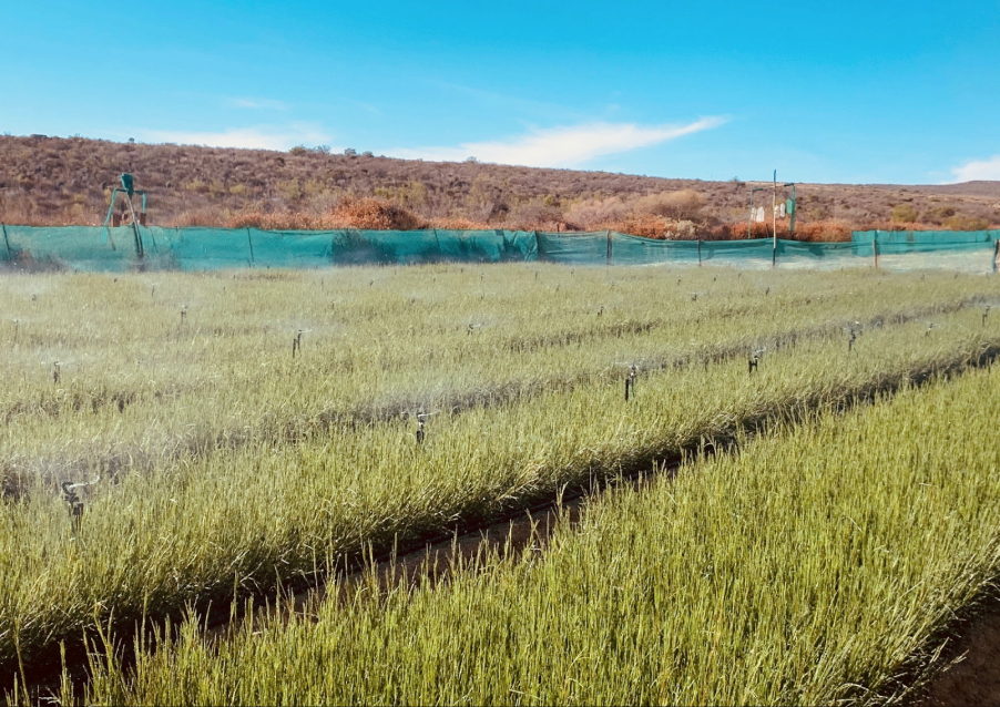 Rooibos seedlings growing in nursery Klipopmekaar organic rooibos farm Cederberg