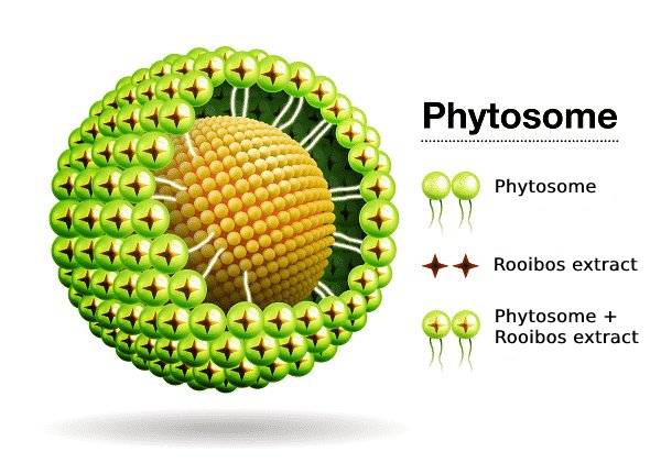 Rooibos Phytosome