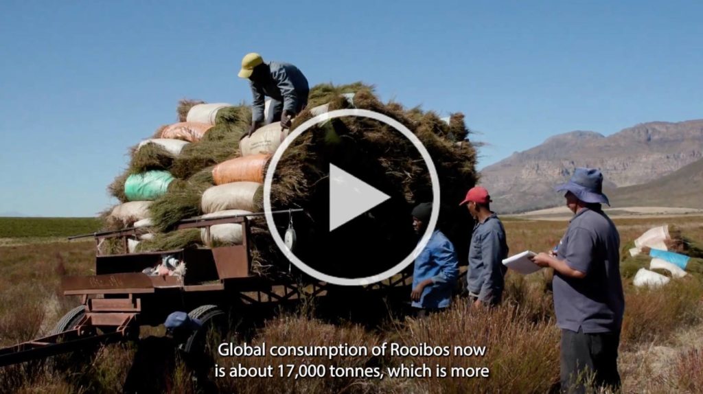 Rooibos Protected by EU Law